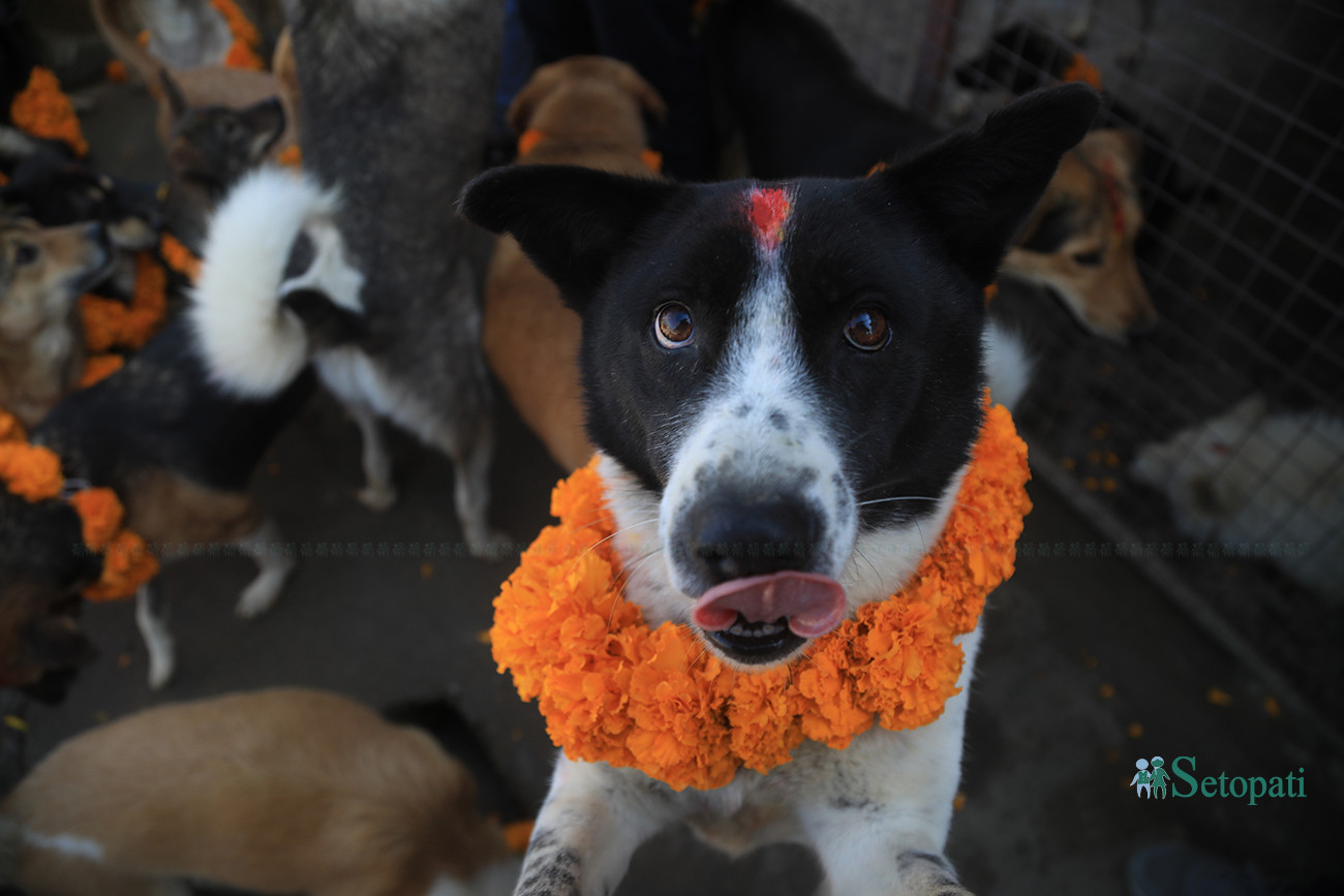 https://raracms.setopati.com/uploads/shares/2019/01/sujita/Kukur tihar  (1).jpg